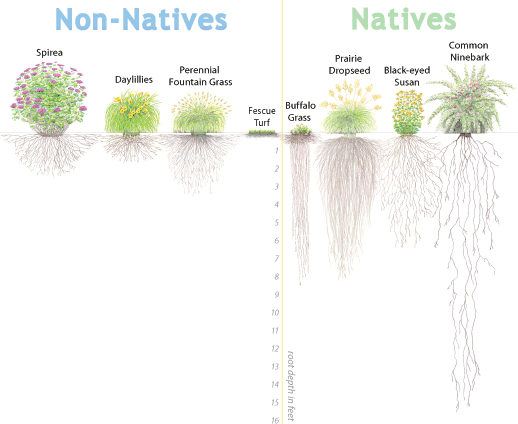 native and non native plants